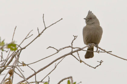 Phainopepla Picture @ Kiwifoto.com