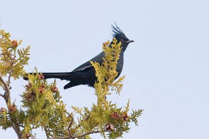 Phainopepla Photo @ Kiwifoto.com