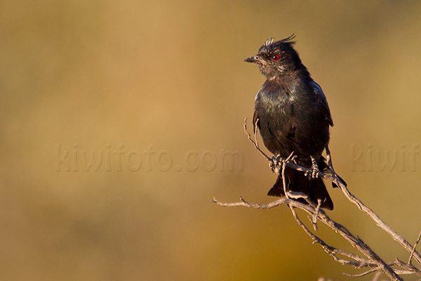 Phainopepla Picture @ Kiwifoto.com