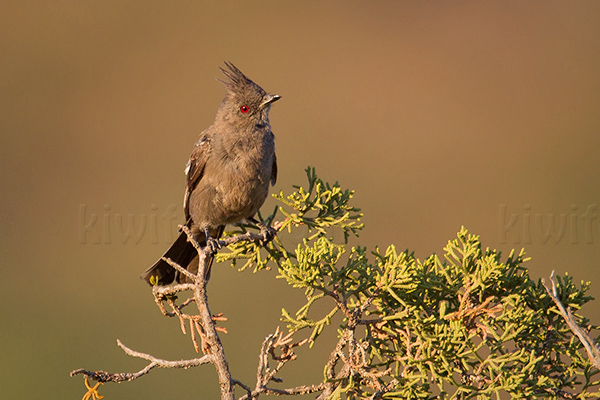 Phainopepla Photo @ Kiwifoto.com