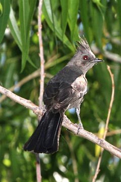 Phainopepla Image @ Kiwifoto.com