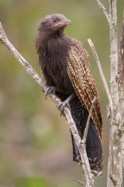 Pheasant Coucal Image @ Kiwifoto.com
