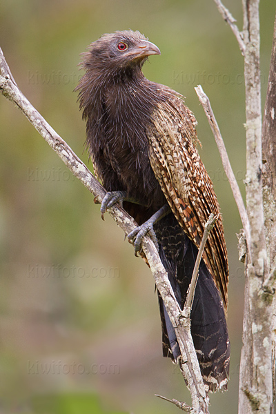 Pheasant Coucal