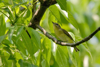 Philadelphia Vireo Photo @ Kiwifoto.com