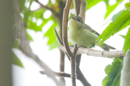 Philadelphia Vireo Photo @ Kiwifoto.com