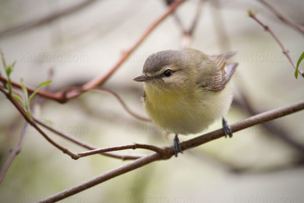 Philadelphia Vireo Photo @ Kiwifoto.com