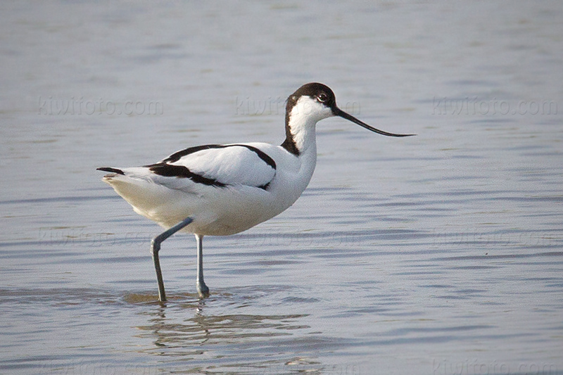 Pied Avocet Photo @ Kiwifoto.com