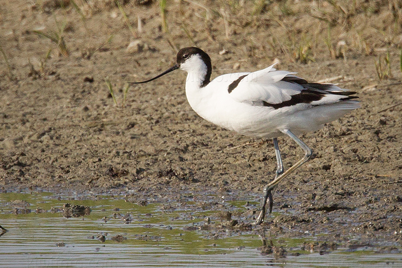 Pied Avocet Image @ Kiwifoto.com