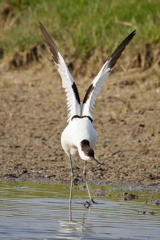 Pied Avocet @ Hejresøen, Hovedstaden, Denmark