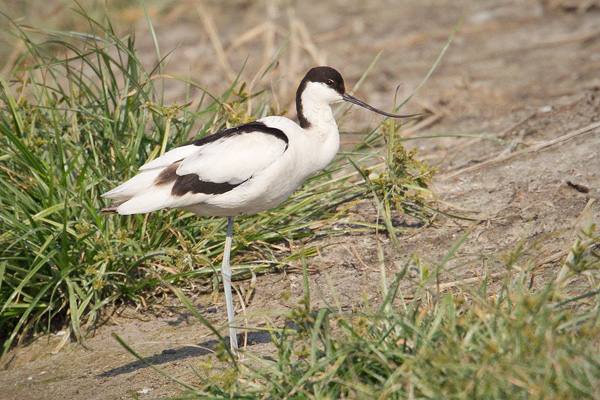 Pied Avocet Image @ Kiwifoto.com