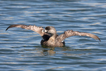 Pied-billed Grebe Picture @ Kiwifoto.com