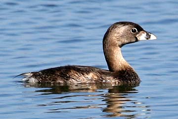 Pied-billed Grebe Image @ Kiwifoto.com