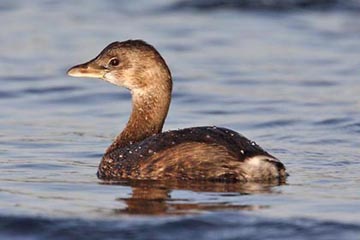 Pied-billed Grebe Image @ Kiwifoto.com