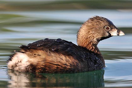 Pied-billed Grebe Image @ Kiwifoto.com