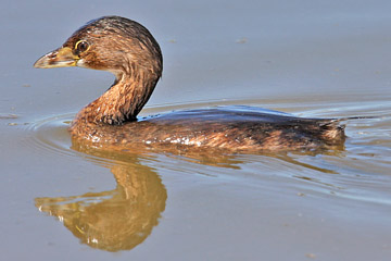 Pied-billed Grebe Picture @ Kiwifoto.com