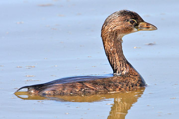 Pied-billed Grebe Image @ Kiwifoto.com