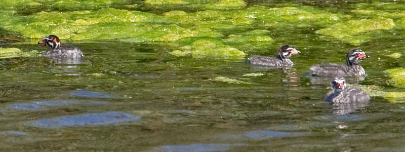 Pied-billed Grebe (chicks)