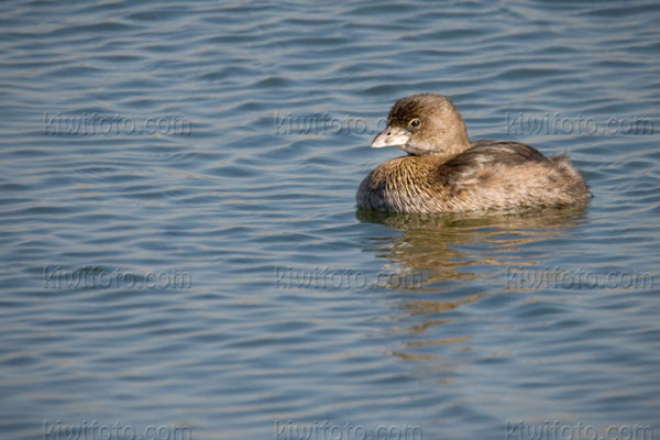 Pied-billed Grebe Image @ Kiwifoto.com