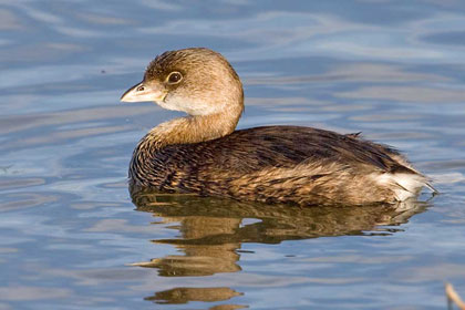 Pied-billed Grebe Photo @ Kiwifoto.com