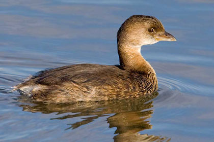 Pied-billed Grebe Picture @ Kiwifoto.com