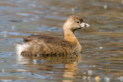 Pied-billed Grebe Image @ Kiwifoto.com