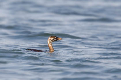 Pied-billed Grebe Photo @ Kiwifoto.com