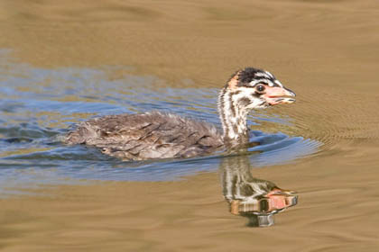 Pied-billed Grebe Picture @ Kiwifoto.com