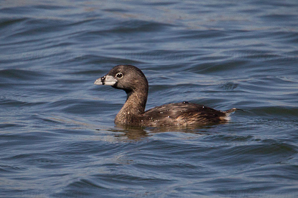 Pied-billed Grebe Photo @ Kiwifoto.com