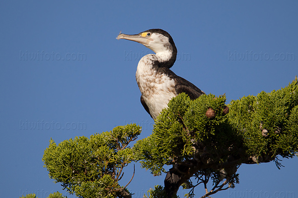 Pied Cormorant Image @ Kiwifoto.com