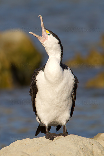 Pied Cormorant Photo @ Kiwifoto.com