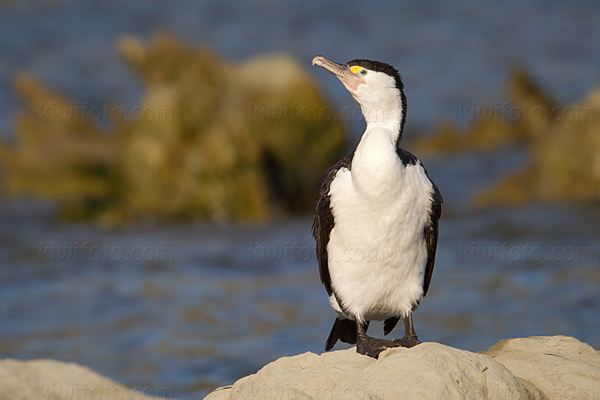 Pied Cormorant Image @ Kiwifoto.com