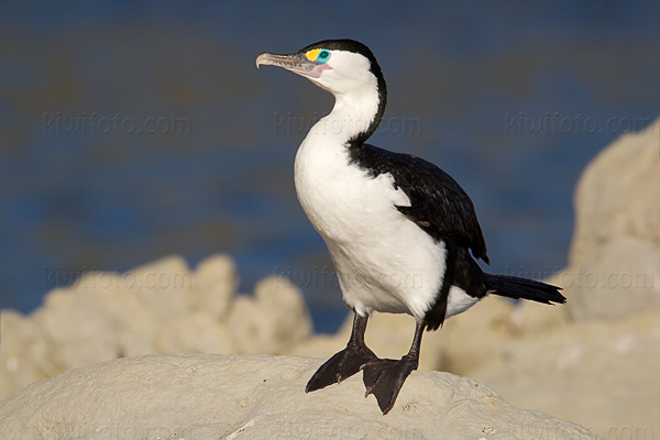 Pied Cormorant Image @ Kiwifoto.com