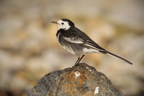 Pied Wagtail