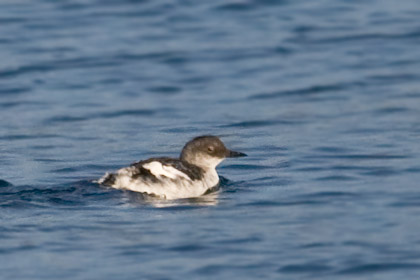 Pigeon Guillemot Image @ Kiwifoto.com