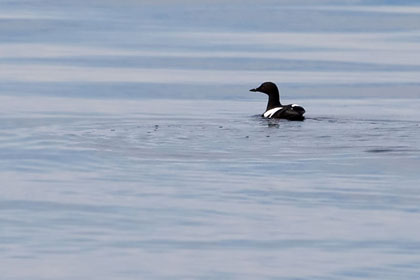 Pigeon Guillemot