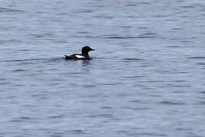 Pigeon Guillemot Photo @ Kiwifoto.com