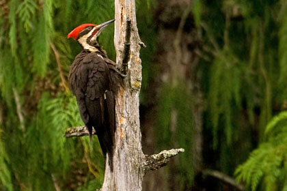 Pileated Woodpecker