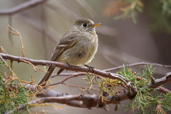 Pine Flycatcher Picture @ Kiwifoto.com