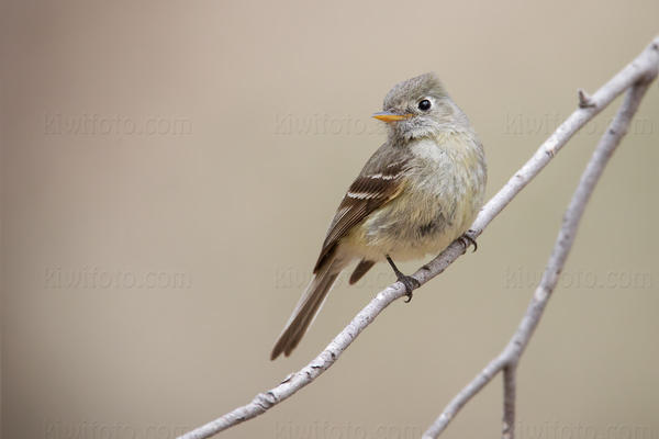 Pine Flycatcher Video