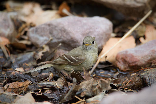 Pine Flycatcher Photo @ Kiwifoto.com