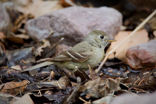 Pine Flycatcher Picture @ Kiwifoto.com