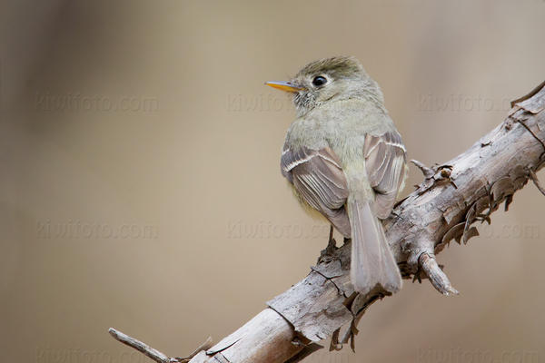 Pine Flycatcher Image @ Kiwifoto.com