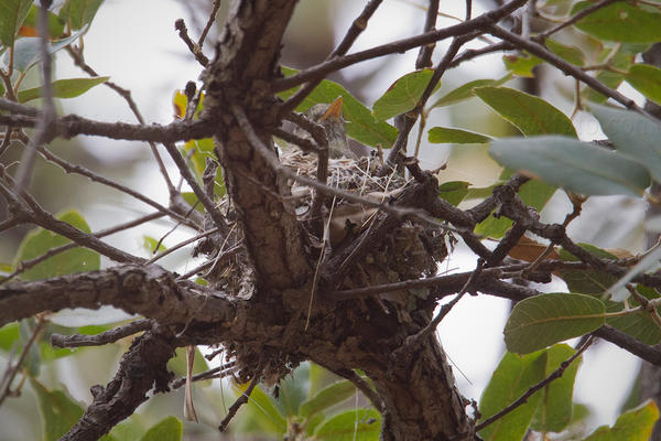 Pine Flycatcher Picture @ Kiwifoto.com