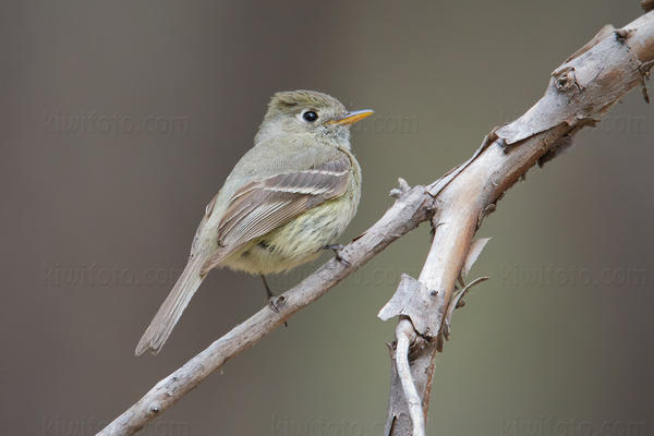 Pine Flycatcher Image @ Kiwifoto.com