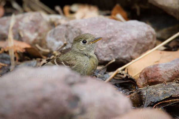 Pine Flycatcher Picture @ Kiwifoto.com