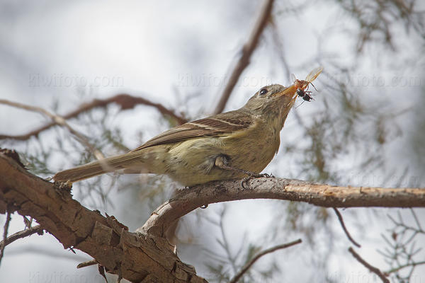 Pine Flycatcher Photo @ Kiwifoto.com