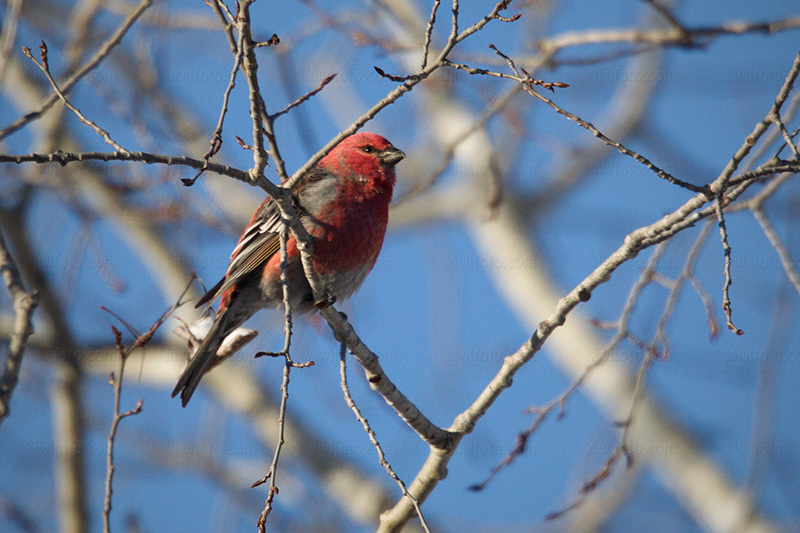 Pine Grosbeak Photo @ Kiwifoto.com