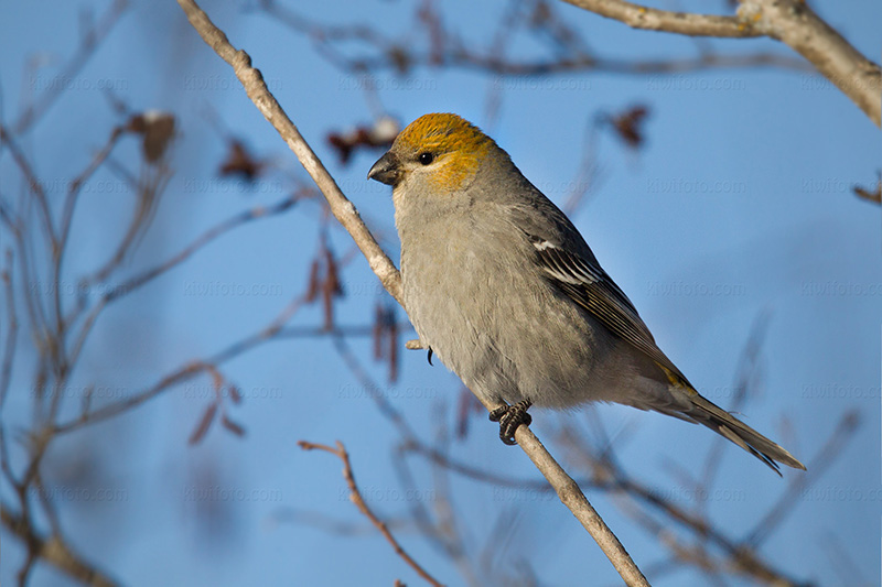 Pine Grosbeak Picture @ Kiwifoto.com