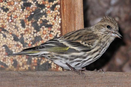 Pine Siskin Image @ Kiwifoto.com