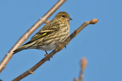 Pine Siskin Photo @ Kiwifoto.com